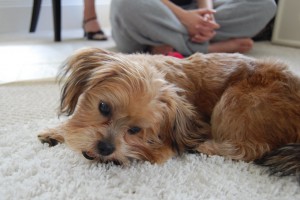 Peanut
